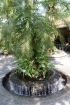 DSC06374.jpg